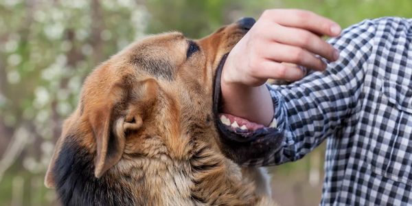 Dog Bite Lawyer | The Vasquez Law Group